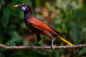 160 Sarapiqui, montezuma oropendola